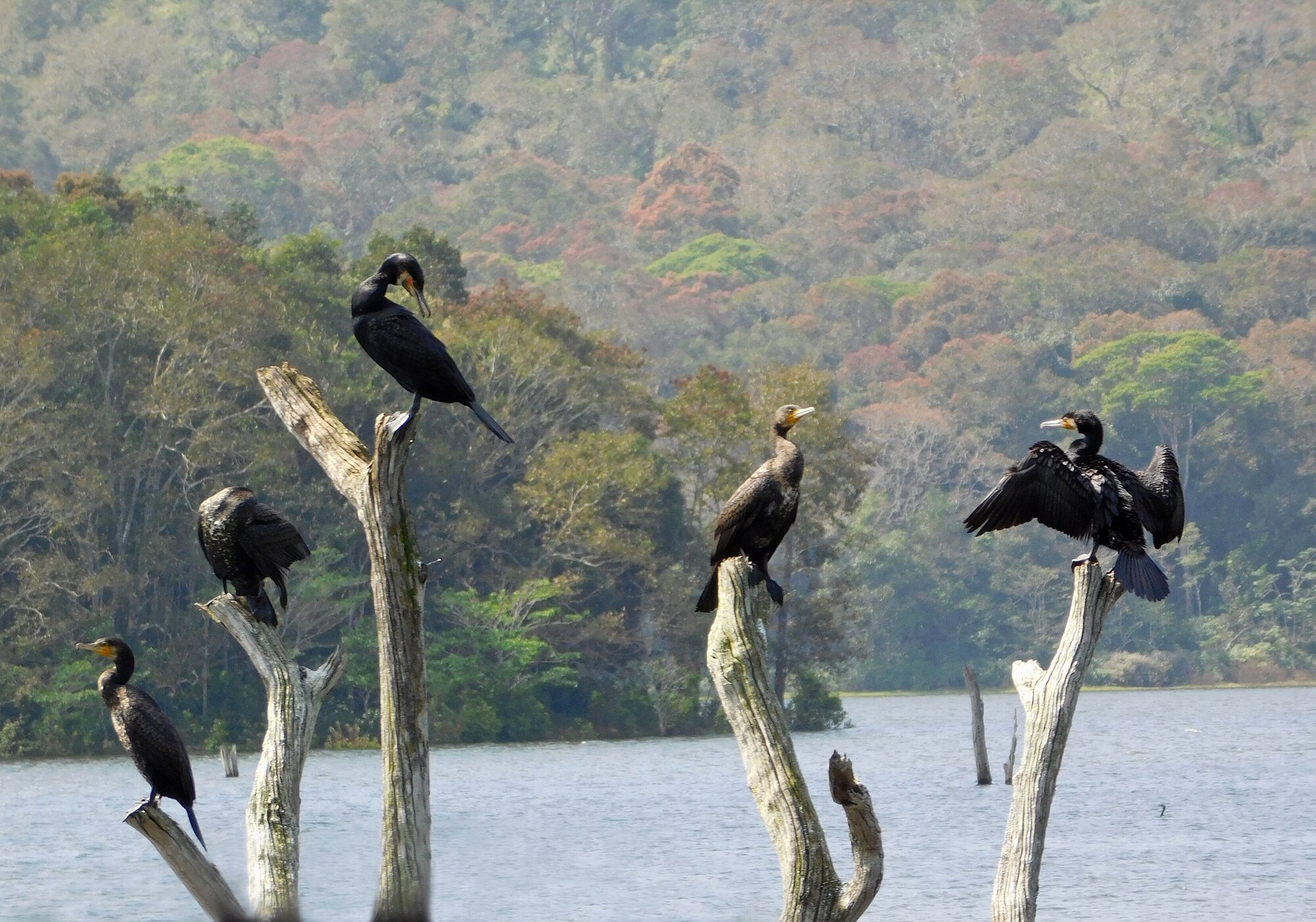 Thekkady birdlife      