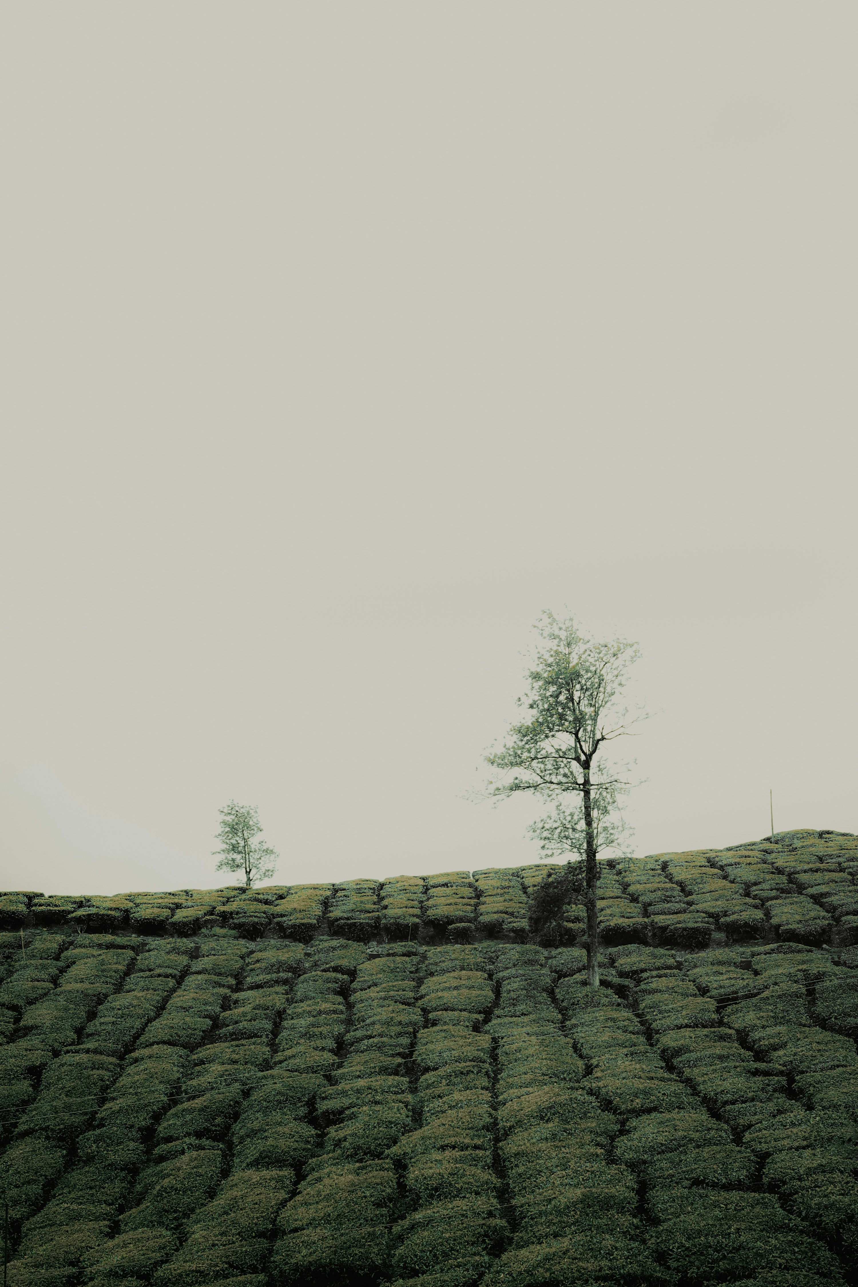 Emerald Tea Estates of Munnar, Kerala