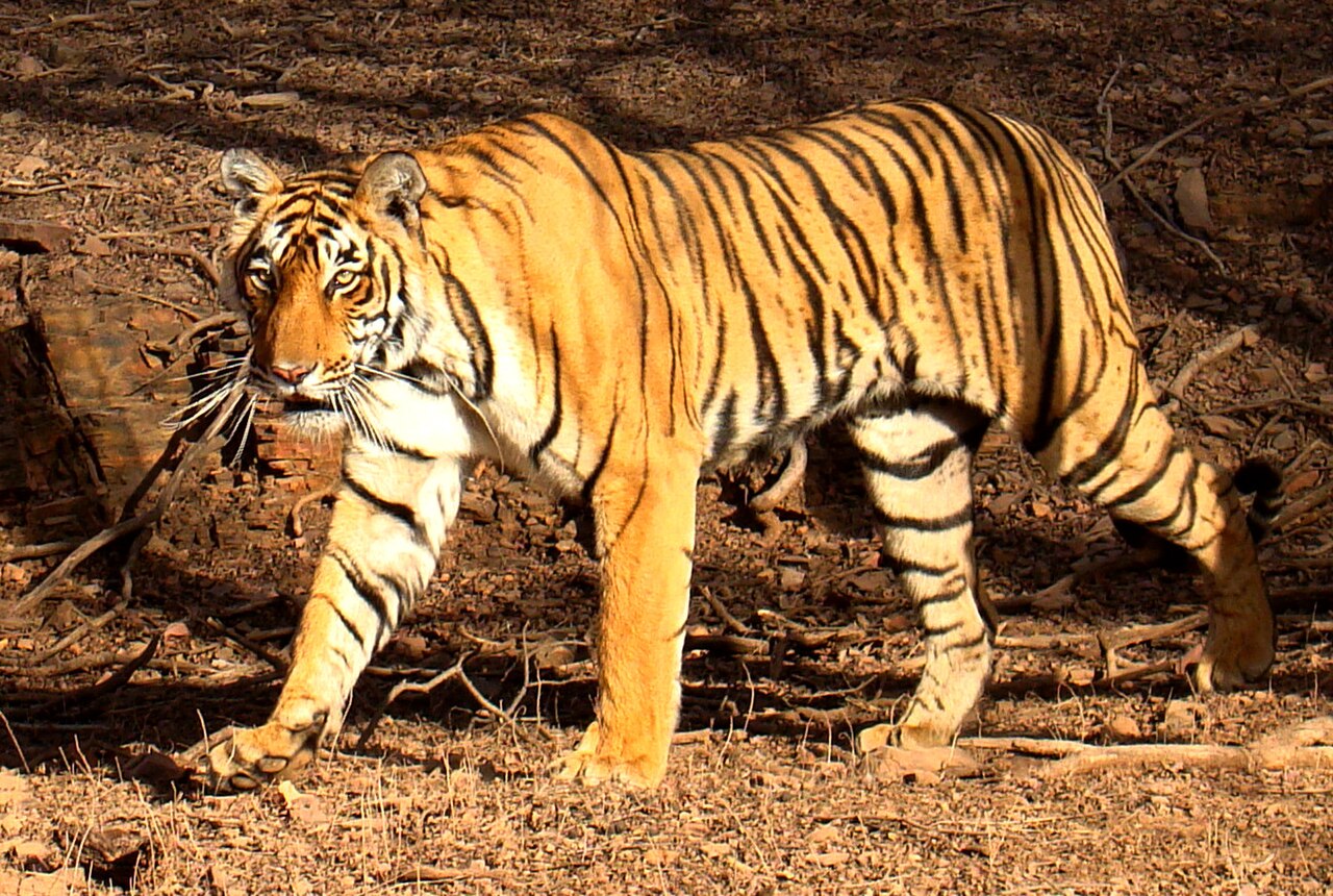 Wildlife & Golden Triangle Tiger Safari itinerary