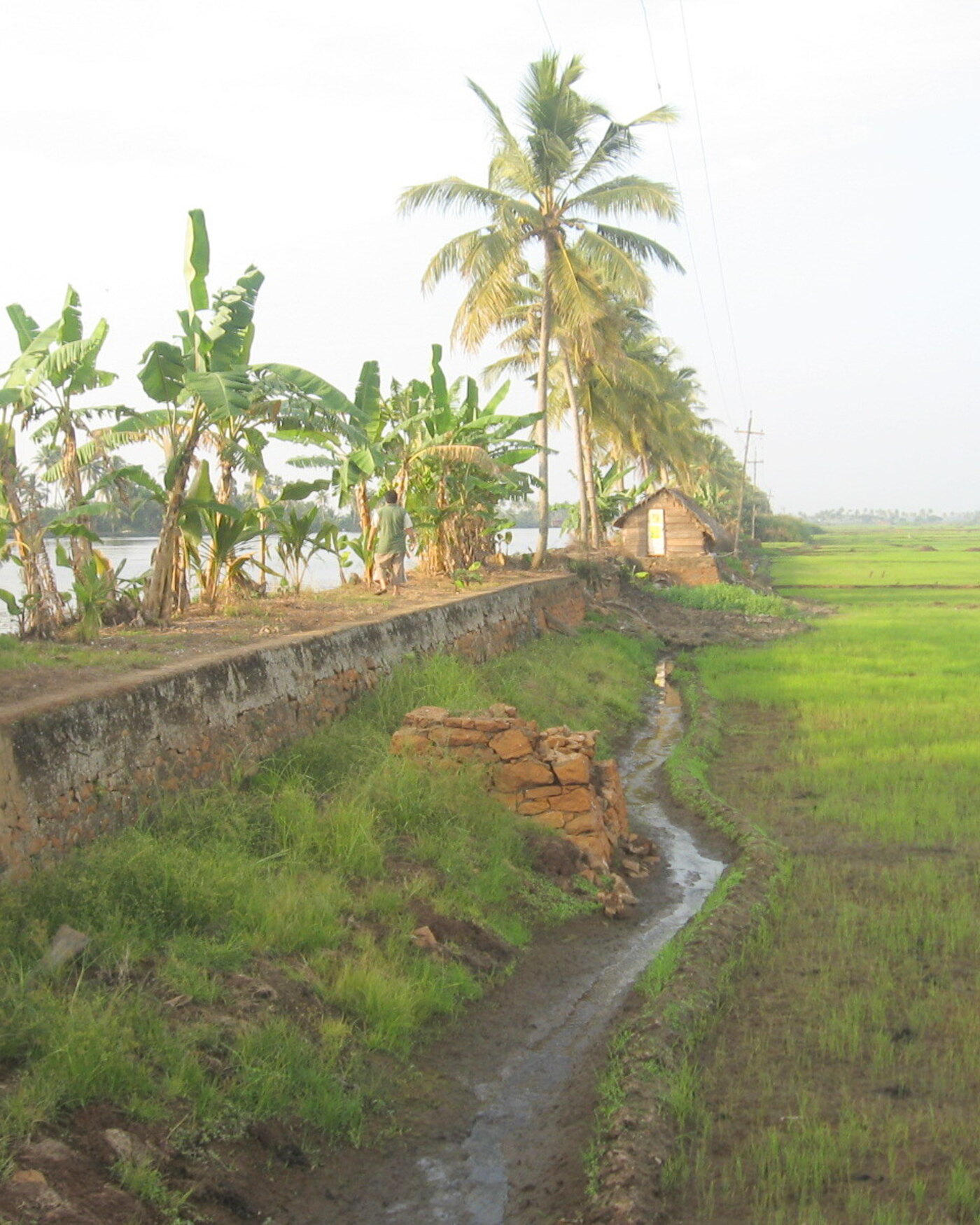 Kuttanad in Alleppey       