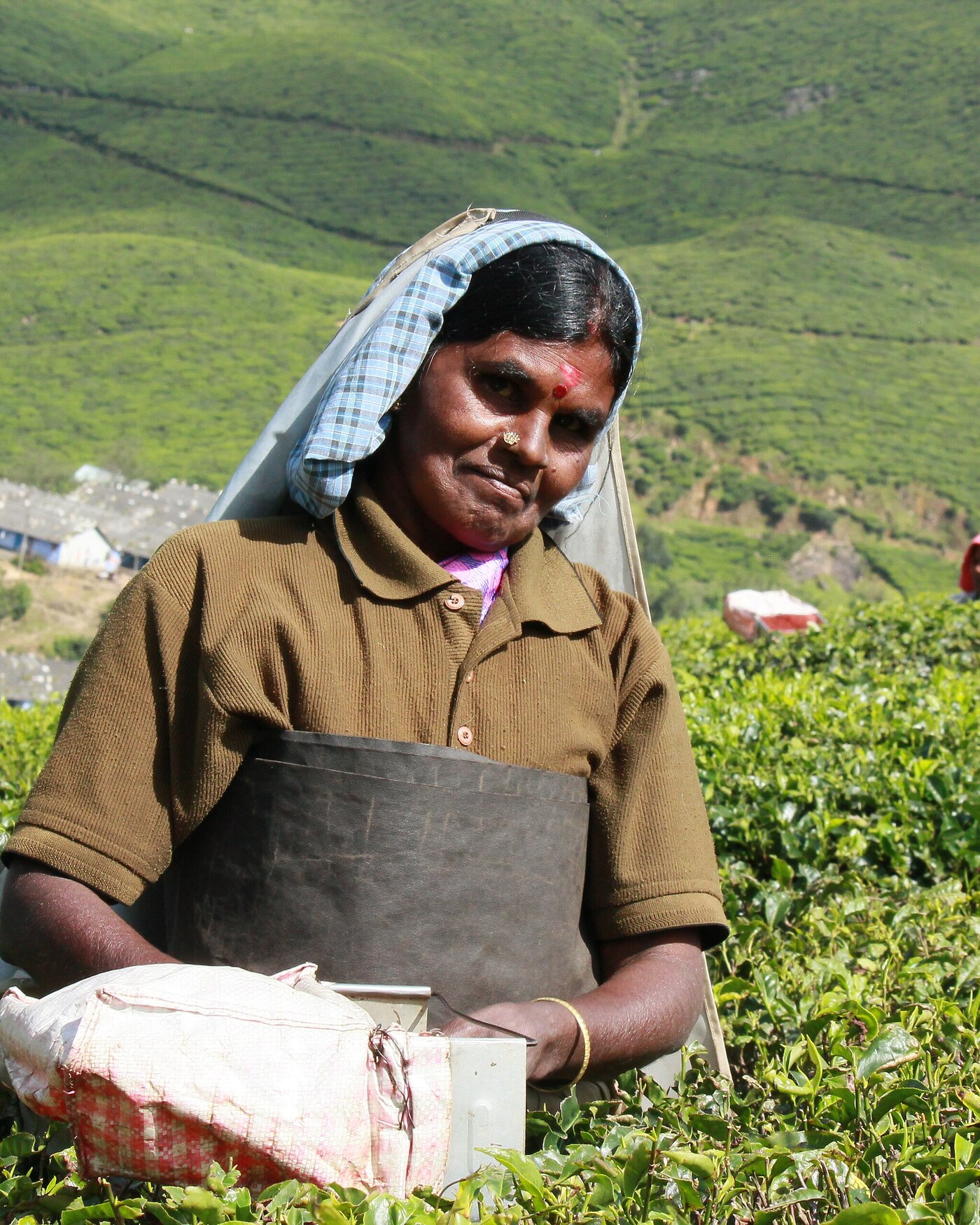 Darjeeling - Tea Gardens