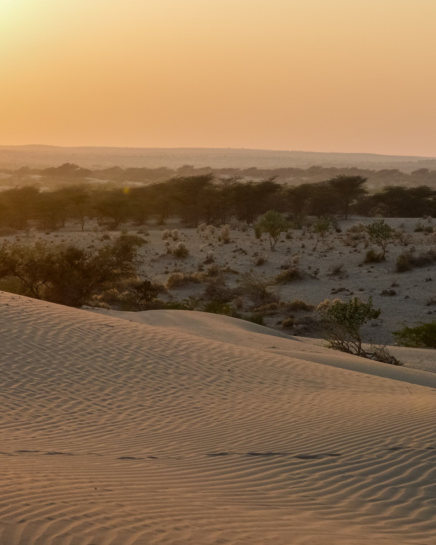 Sam Dunes in Jaisalmer      