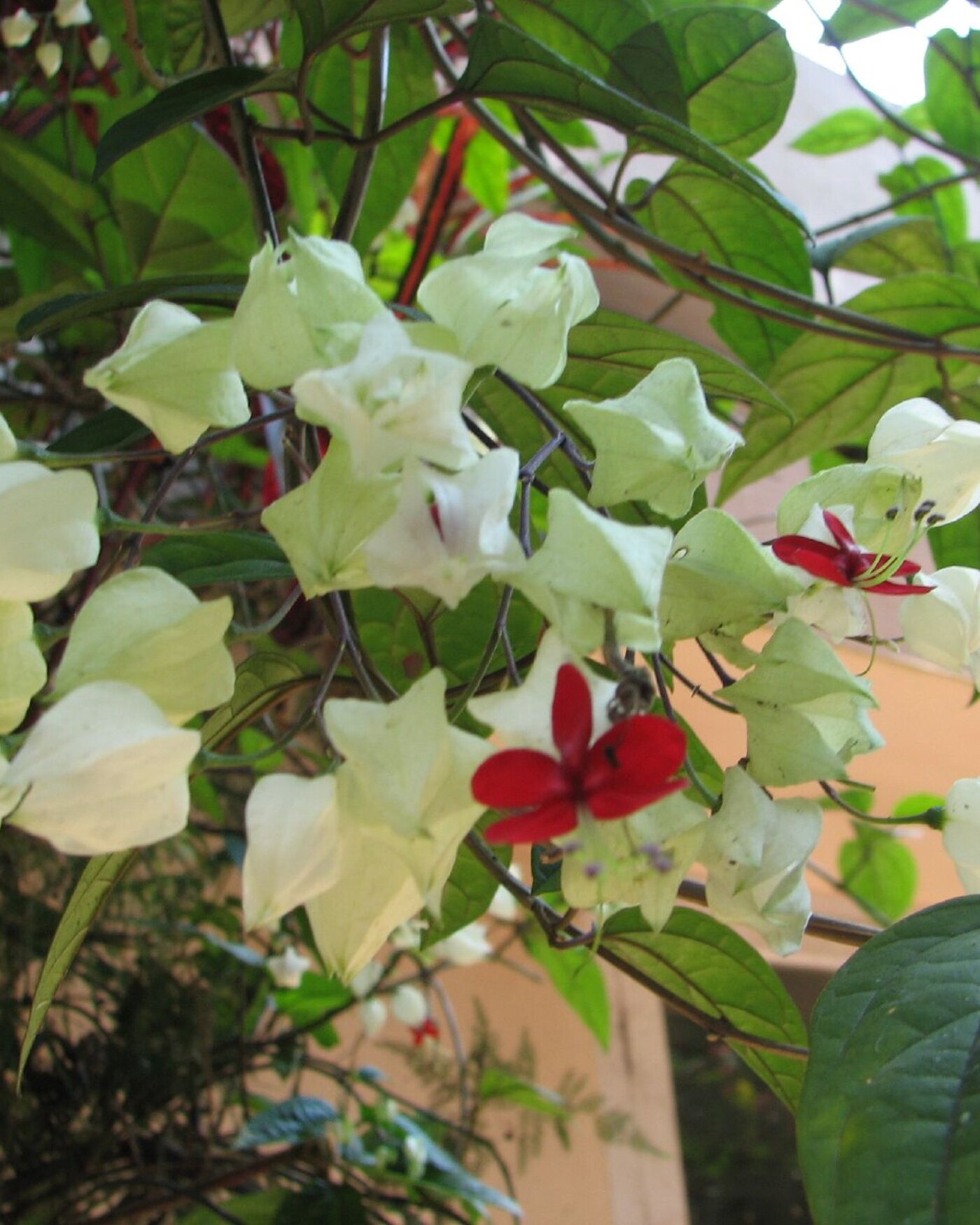 Spice Gardens in Thekkady      