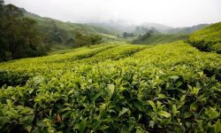 Tea-Gardens-best-travel-agency-for-Darjeeling-India-trip-with-car-and-driver
